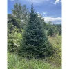 Christmas Trees>Kirklands Home 6 ft. Fresh Cut Canadian Fraser Fir Christmas Tree