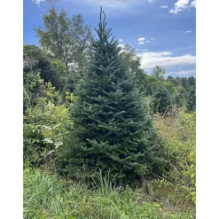 Christmas Trees>Kirklands Home 5 ft. Fresh Cut Canadian Fraser Fir Christmas Tree