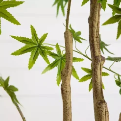 Trees & Topiaries><noscript><img width=